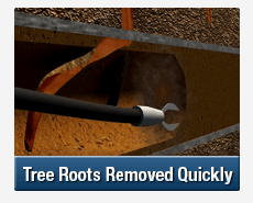 Tree Root Intrusions Bankstown